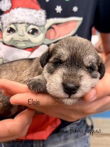 Elsie