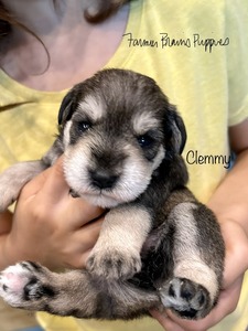 Clemmy