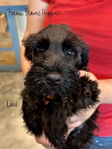Levi