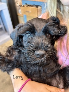 Benny