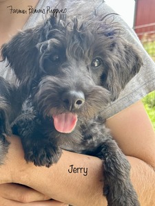 Jerry