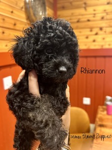 Rhiannon