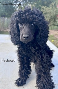 Fleetwood