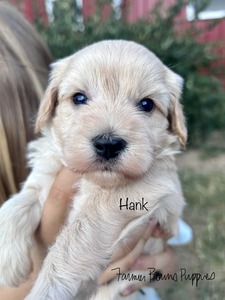 Hank