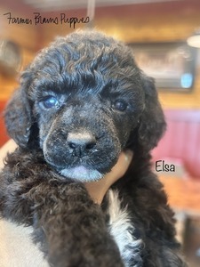 Elsa