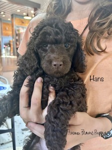 Hans
