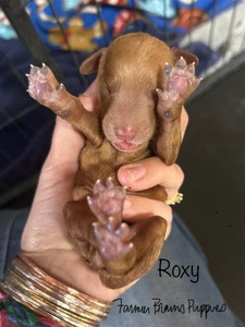 Roxy