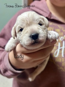 Lady