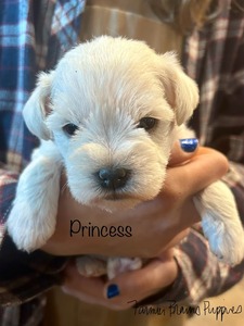Princess