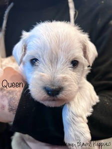 Queen