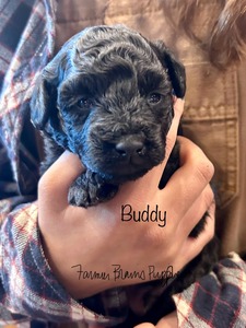 Buddy (fka Matthew)