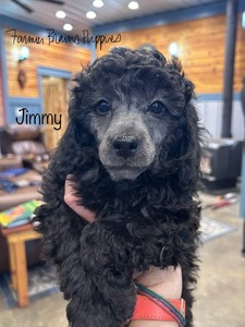 Jimmy