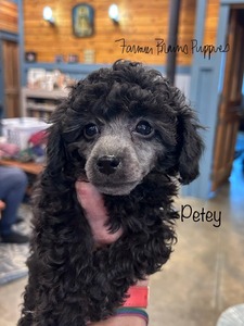 Petey