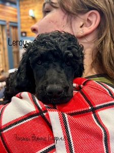 Leroy