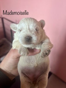 Mademoiselle
