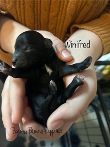 Winifred