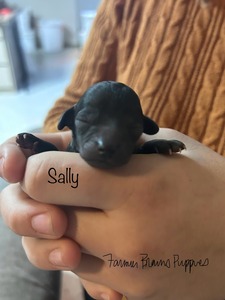 Bailee (Sally)