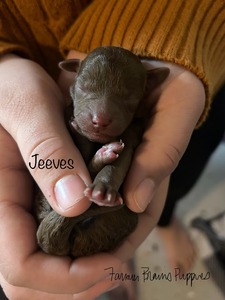 Jeeves