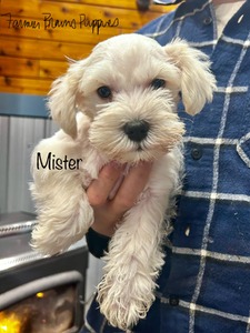 Mister