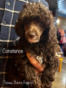 Constance
