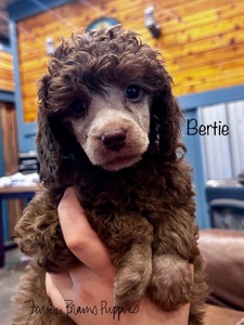 Bertie